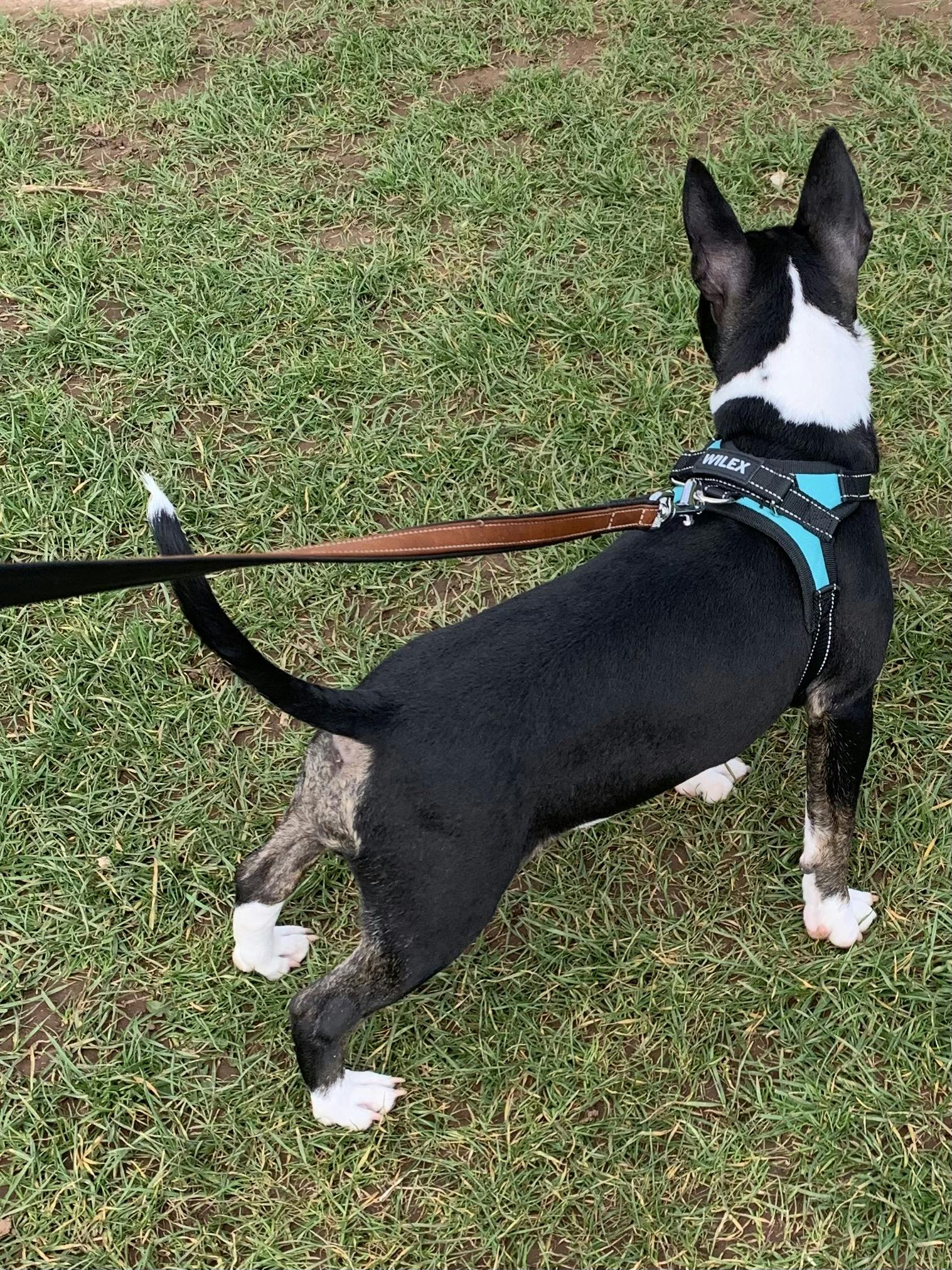 wilex no pull dog harness
