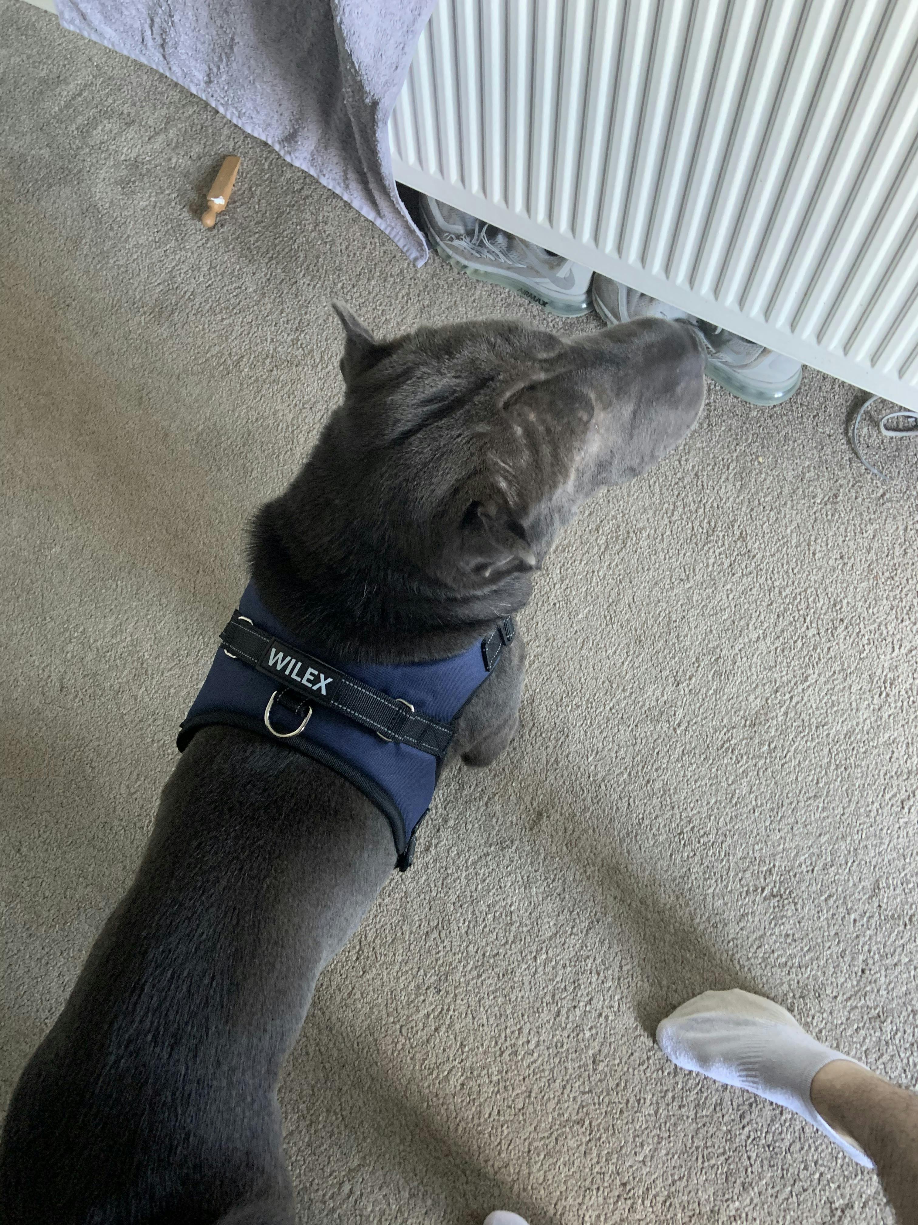wilex no pull dog harness