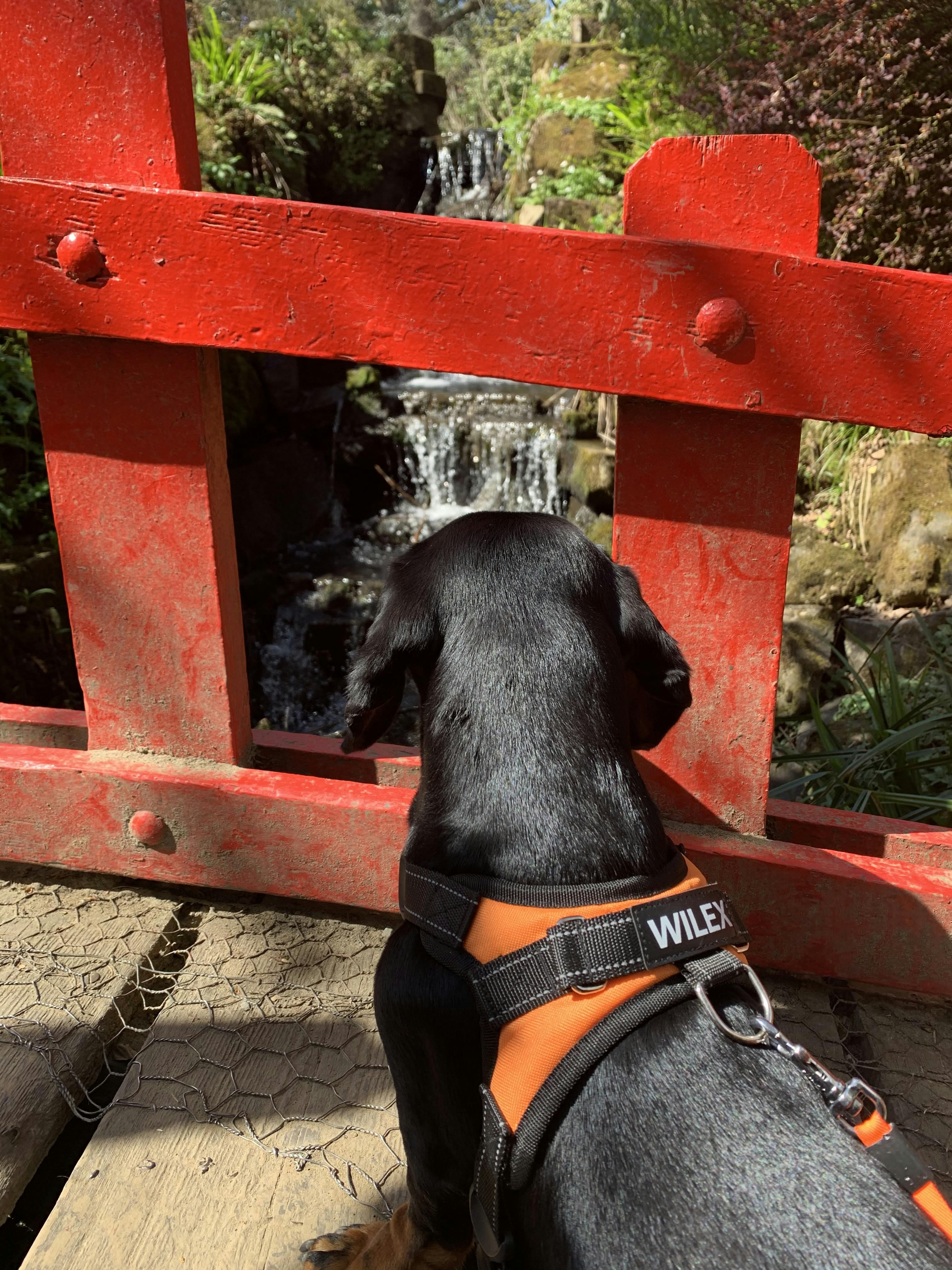 wilex no pull dog harness
