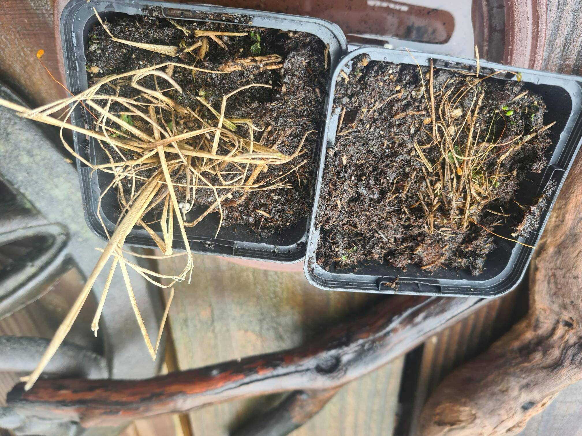 Herbes Aux épis Roses Muhlenbergia Capillaris 2 Herbes aux épis roses - Muhlenbergia capillaris