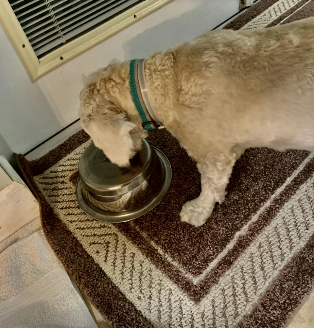 Waggie™ Natural AntiFlea, Tick, & Mosquito Collar (Advanced Protect