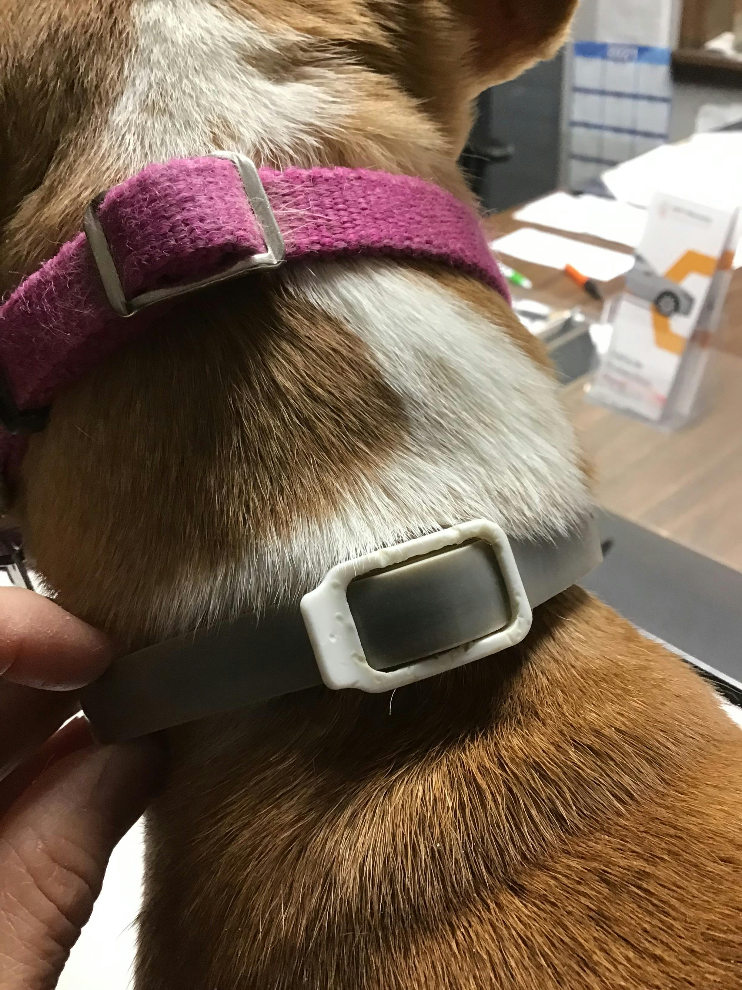 winkflo flea collar
