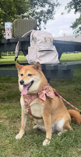 User picture