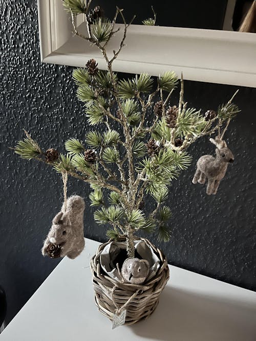 Zeder mit Zapfen "Cedar Haven" im DryPot Grün 60cm