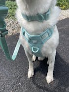 Wolfdoge Signature Harness