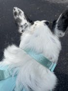 Wolfdoge Signature Collar