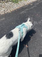 Wolfdoge Signature Leash