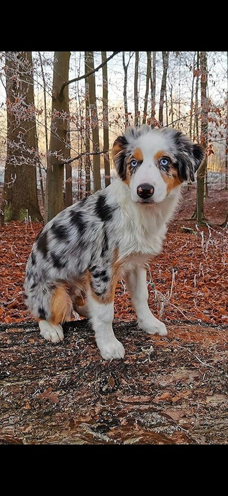 Fell Well - Kokos Fellpflege Spray