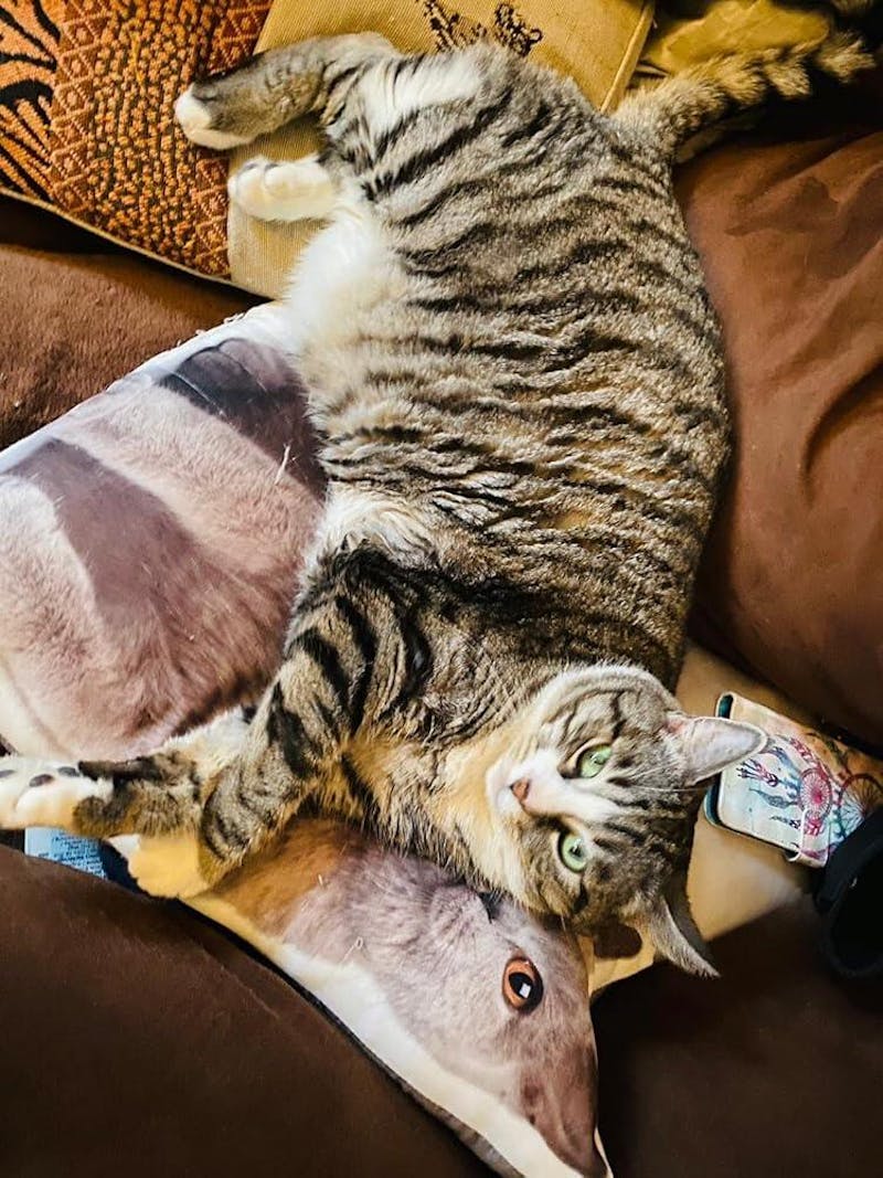 Natürliches Lachsöl für Hunde & Katzen