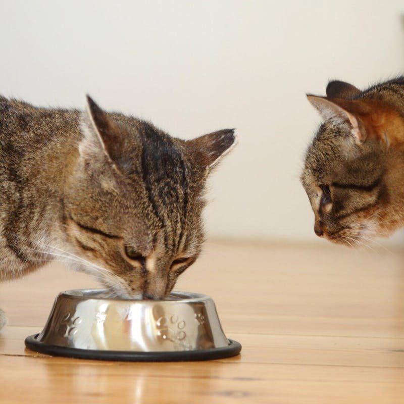 Wolfsbacher Natur - empact brands