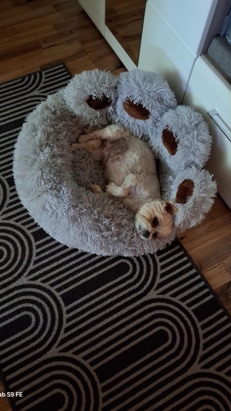 Gelenke & Knochen Snacks für Hunde