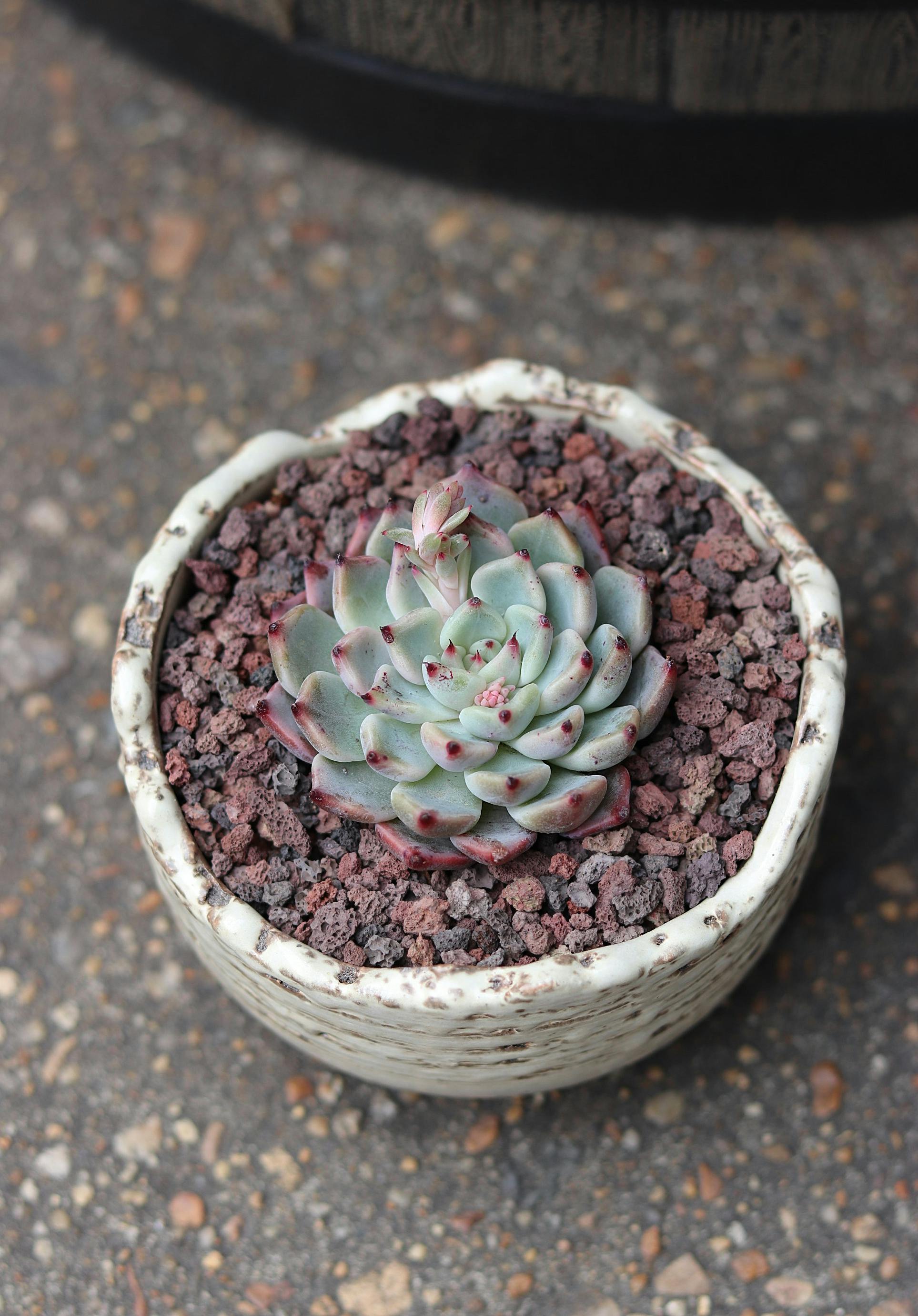 Tunnel Fill for Gopher Control Wonder Soil