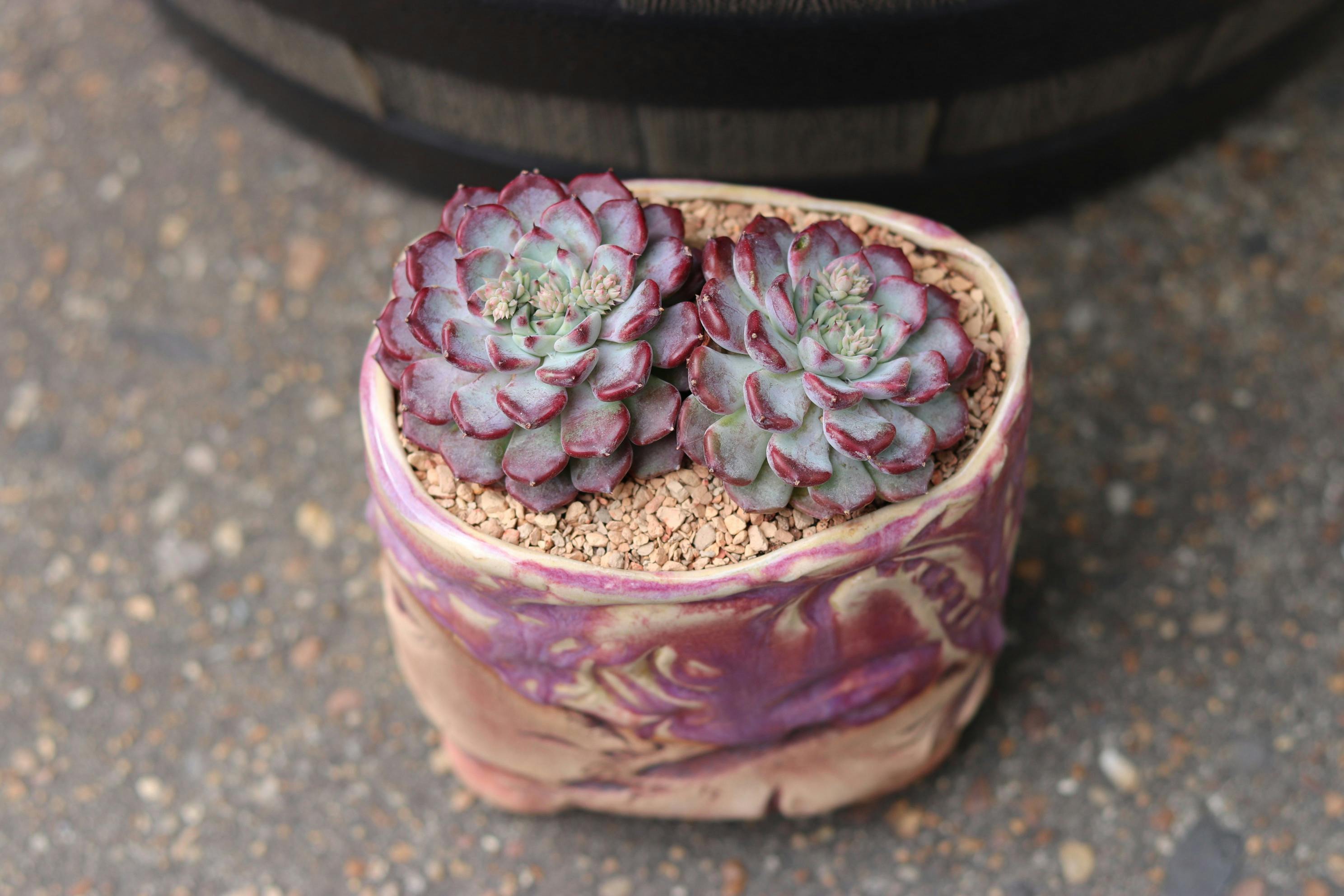 Tunnel Fill for Gopher Control Wonder Soil