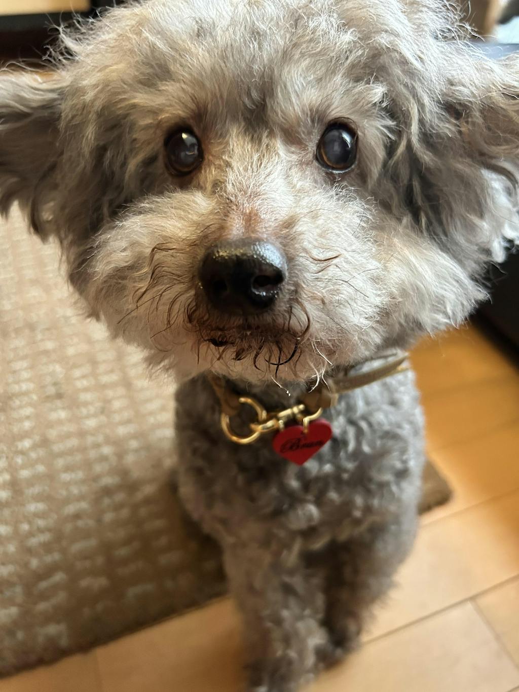 専用です。Woodfield Leather Studioグレージュ100cm犬 本革 おしゃれな犬の首輪・リード専門店【Woodfield Leather