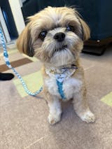 専用です。Woodfield Leather Studioグレージュ100cm犬 専用です。Woodfield Leather Studioグレージュ100cm犬 - メルカリ