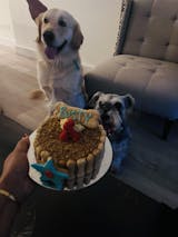 5" Mutt Cake