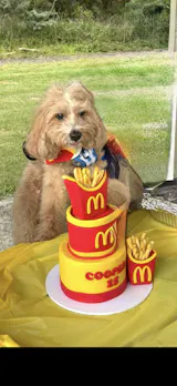 Pay for my Custom Order