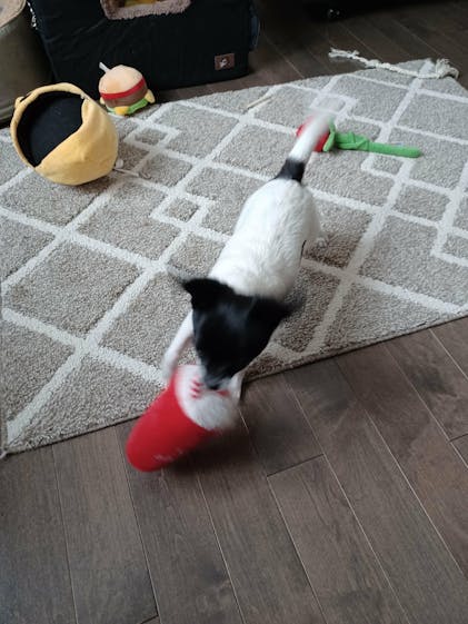 Plush Racoon Dog Toy with Treat Dispenser WoofCrate