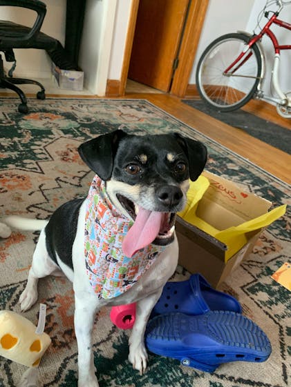 The Best Multi Dog Subscription Box Yet WoofCrate