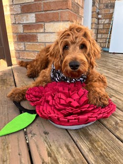 Apple Nosework Snuffle Mat