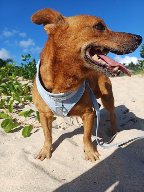 Bubblegum Harness - Surf’s Up! ️