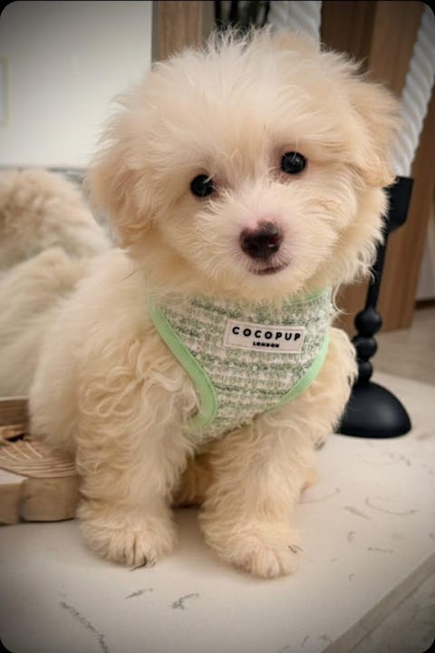 Matcha Tweed Harness - Bridgerton