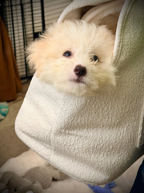 Bouclé Handbag Pet Carrier - Payment Plan Available