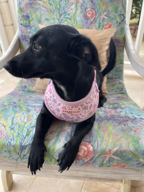 Princess Dino Harness