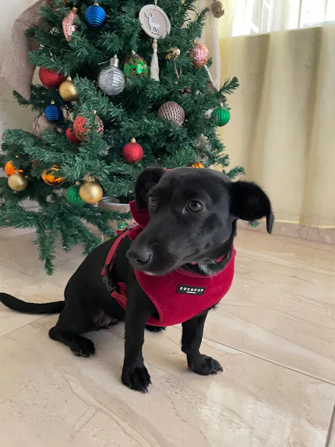 Luxe Red Velvet Harness