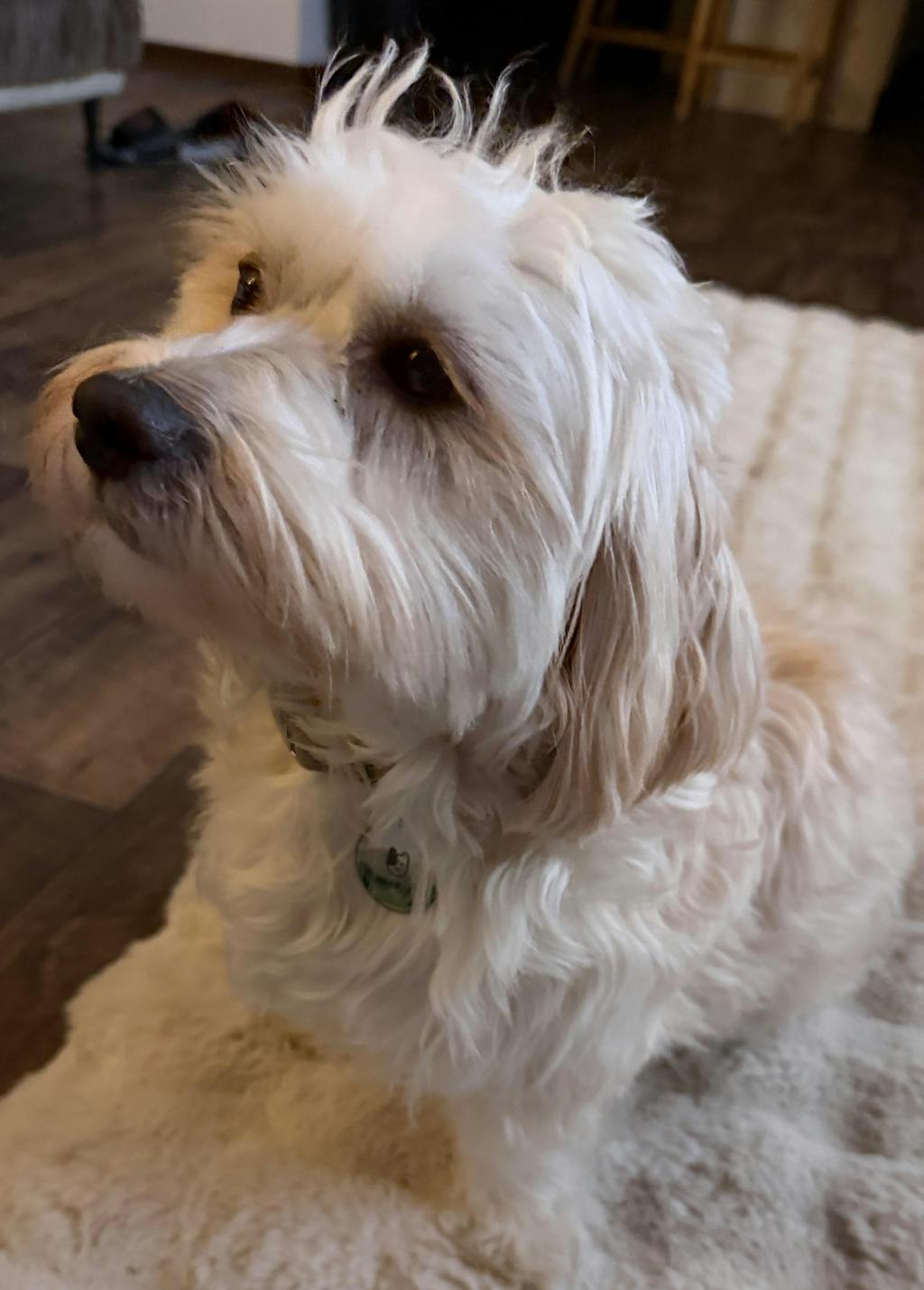 Wooftag™ Care Club