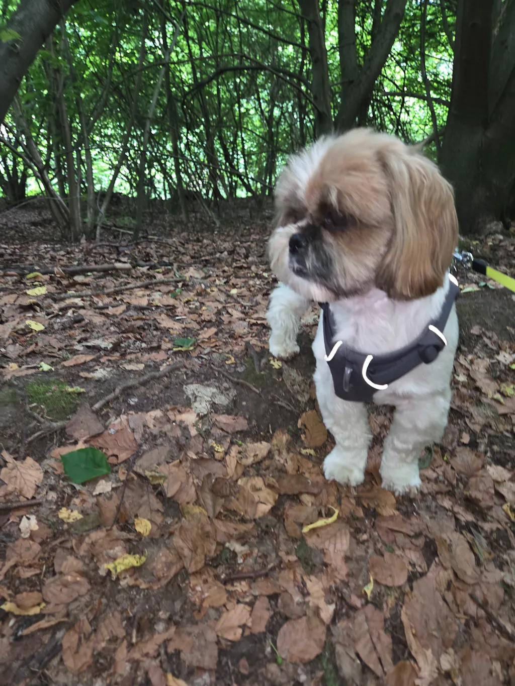 Mountain Dog