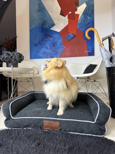 Camita Ergonómica Terapéutica - Modelo Spock (Mostaza)