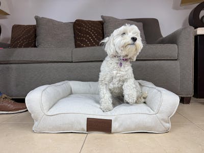 Camita Ergonómica Premium - Modelo Jagger (Avena)