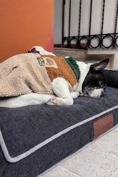 Camita Ergonómica Premium - Modelo Janis (Negro)