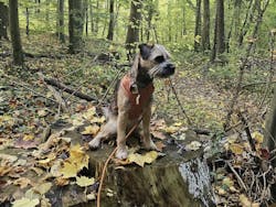 Roam Dog Harness Terracotta