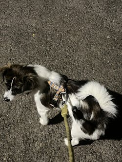 Rope Dog Leash Pistachio