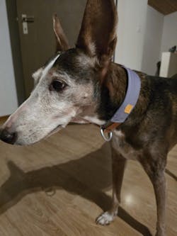 Alpha 360 Dog Collar Lavender