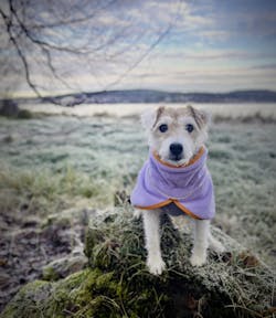 Alpha 360 Fleece Pullover Lavender Mix