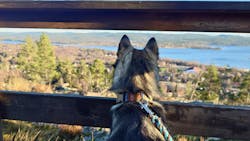 Nightless Night Dog Collar