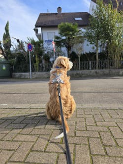 Alpha 360 Dog Harness Glacier Green Mix