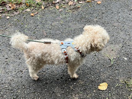 ウルフズヘッド 50mm クロスボーン ウルフズヘッド 50mm クロスボーン Gaboratory With WOLF'S HEAD