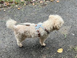 Alpha 360 Dog Harness Glacier Green Mix