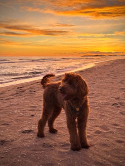 Color Block Dog Harness Lime Mix