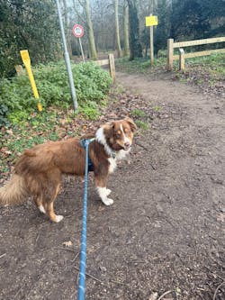 Roam Dog Harness Deep Teal