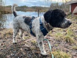 Roam Dog Harness Deep Teal