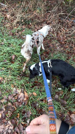 Nightless Night Dog Leash