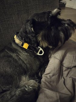 Rope Dog Leash Pistachio