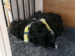 Alpha 360 Dog Harness Deep Teal