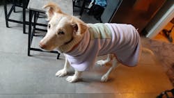 Alpha 360 Fleece Pullover Lavender Mix