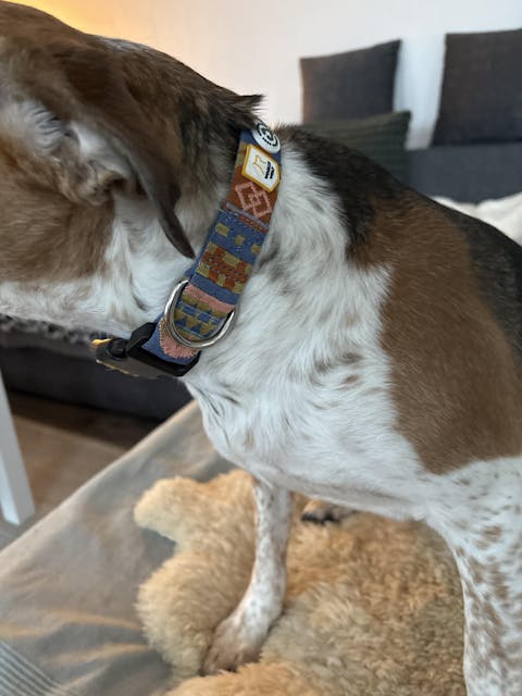 Nightless Night Dog Collar